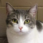 The Independent Southern Utah Adoptable Pets Guide: Annie