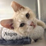 The Independent Southern Utah Adoptable Pets Guide: Angus