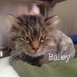 The Independent Southern Utah Adoptable Pets Guide: Bailey