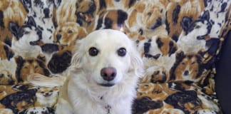 The Independent Southern Utah Adoptable Pets Guide southern Utah adoptable pets