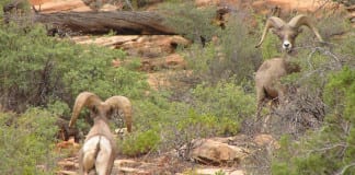 reintroduce Bighorn Sheep to Zion Park