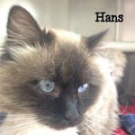 The Independent Southern Utah Adoptable Pets: Hans