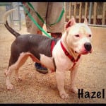 The Independent Southern Utah Adoptable Pets Guide: Hazel