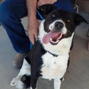 The Independent Southern Utah Adoptable Pets: Jake