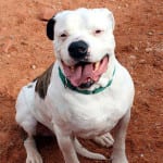 The Independent Southern Utah Adoptable Pets Guide: Mac