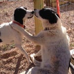 The Independent Southern Utah Adoptable Pets Guide: Maggie and Gilly