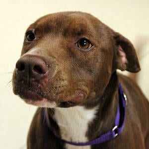 The Independent Southern Utah Adoptable Pets: Miss Rusty