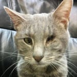 The Independent Southern Utah Adoptable Pets Guide: Patch
