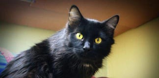 The Independent Southern Utah Adoptable Pets Guide Southern Utah Adoptable Pets Guide
