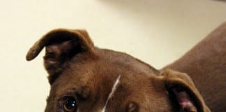 The Independent Southern Utah Adoptable Pets The Independent Southern Utah Adoptable Pets