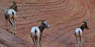 Zion Canyon Field Institute presents, “Managing Zion’s Bighorn Sheep Herd” lecture Zion’s Bighorn Sheep Herd