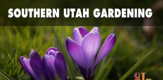 Southern Utah Gardening: The time has come to fertilize your lawn and garden Southern Utah Gardening: The time has come to fertilize your lawn and garden