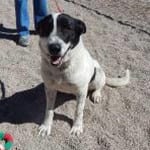The Independent Southern Utah Adoptable Pets Guide: Baxter
