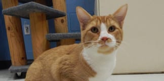 The Independent Southern Utah Adoptable Pets Guide The Independent Southern Utah Adoptable Pets Guide