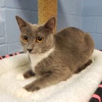 The Independent Southern Utah Adoptable Pets Guide: Lara