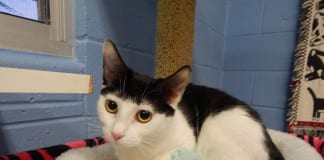 The Independent Southern Utah Adoptable Pets Guide The Independent Southern Utah Adoptable Pets Guide