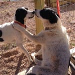 The Independent Southern Utah Adoptable Pets: Maggie and Gilly