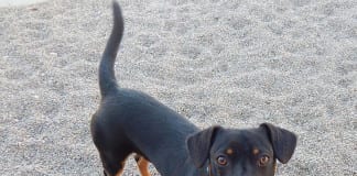 The Independent Southern Utah Adoptable Pets Guide The Independent Southern Utah Adoptable Pets