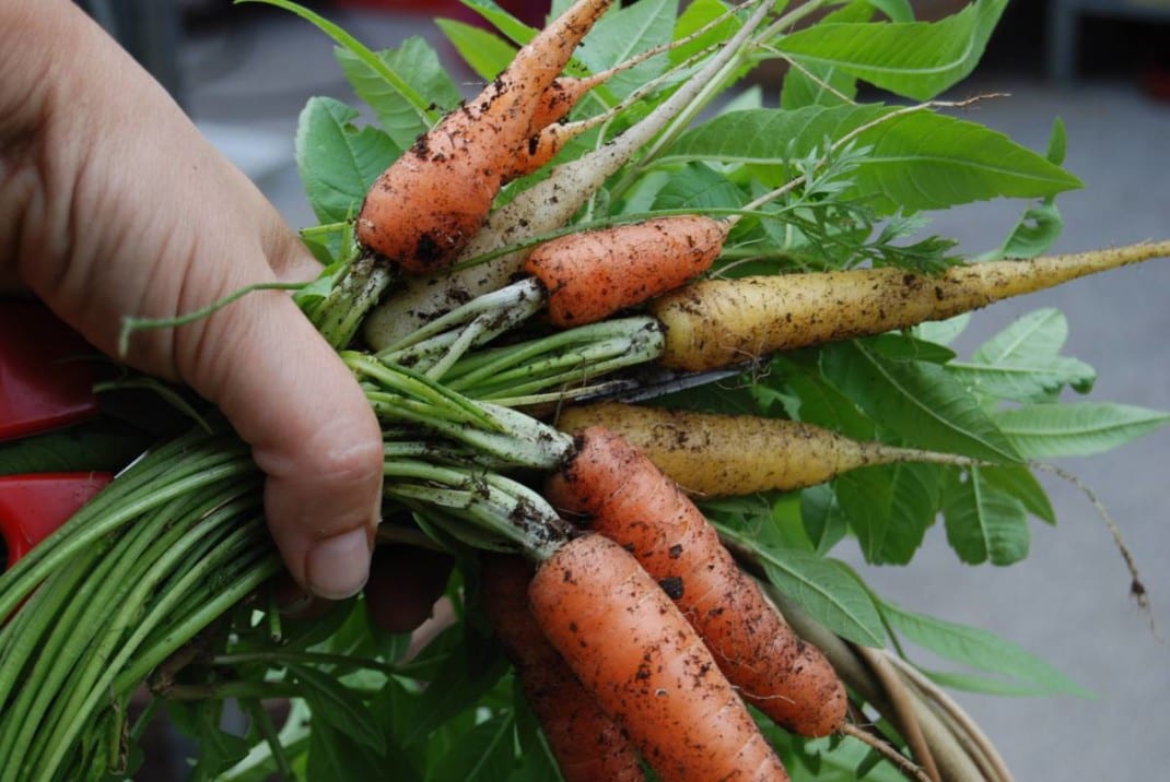 Southern Utah Gardening It�s time to plant carrots in