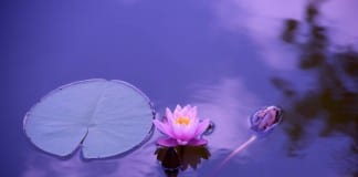 The Healing Tree in Cedar City announces March meditation session meditation Cedar City The Healing Tree