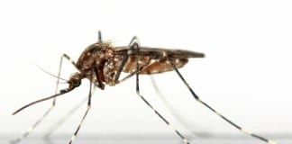 First case of Zika virus in Utah identified by CDC Utah Zika virus