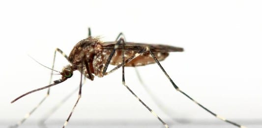 Utah Zika virus