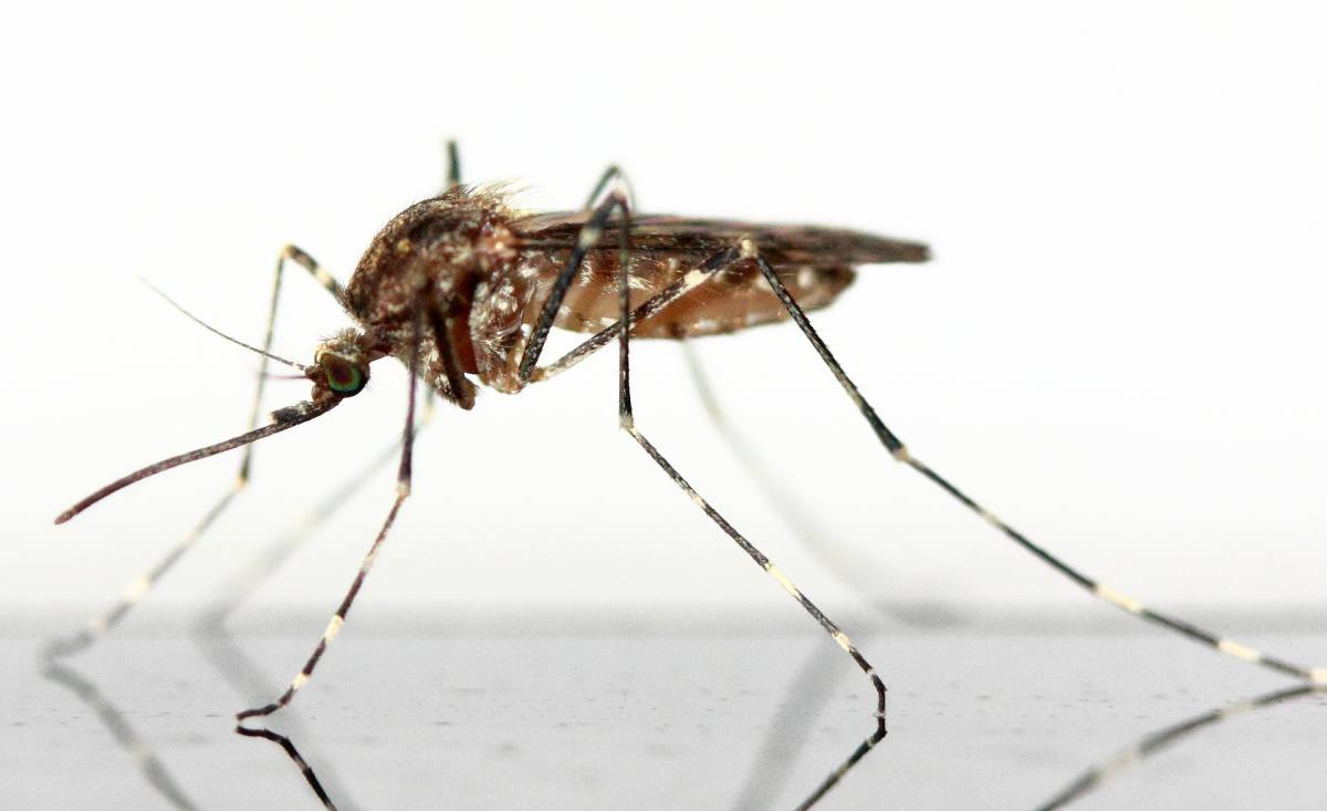Utah Zika virus