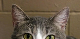 The Independent Southern Utah Adoptable Pets Guide