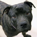 The Independent Southern Utah Adoptable Pets Guide: Bonnie