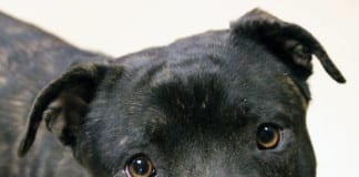 The Independent Southern Utah Adoptable Pets Guide