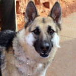 The Independent Southern Utah Adoptable Pets Guide: Candy