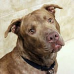 Southern Utah Adoptable Pets Guide: Clyde
