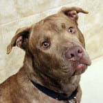 The Independent Southern Utah Adoptable Pets Guide: Clyde