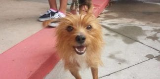 Petsense partners with OC Small Paws for Adoptathon in Cedar City Petsense OC Small Paws Adoptathon Cedar City