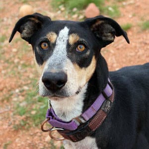 Southern Utah Adoptable Pets Guide: Fetch