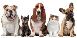 St. George pet store | Grand opening celebration at Lovin’ Arms Pet Center Pet Store St. George southern utah coupon Lovin Arms Pet Center