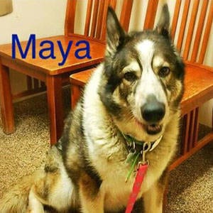 Southern Utah Adoptable Pets Guide: Maya
