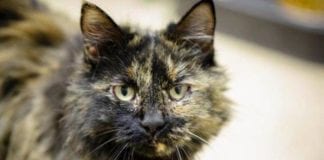 The Independent Southern Utah Adoptable Pets Guide Southern Utah Adoptable Pets Guide: Natani