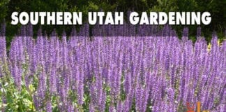 Southern Utah Gardening: Meadow sage is a superb perennial southern Utah gardening meadow sage