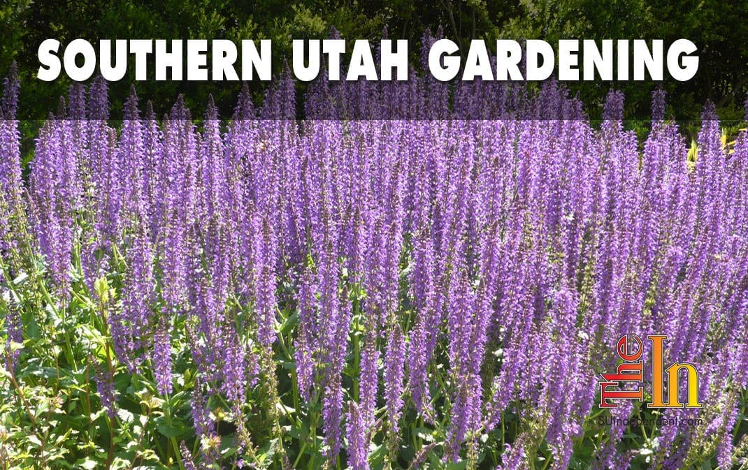 southern Utah gardening meadow sage