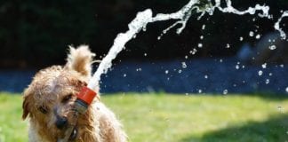 Lovin’ Arms Pet Center holds second annual Customer Appreciation Day Lovin’ Arms Pet Center Customer Appreciation Day