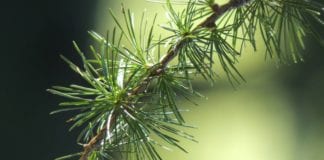Youth Conservation Corps hiring for 2016 summer positions at Dixie National Forest Dixie National Forest Youth Conservation Corps