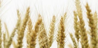 BLM releases Final PEIS, intends to use three new herbicides BLM final peis