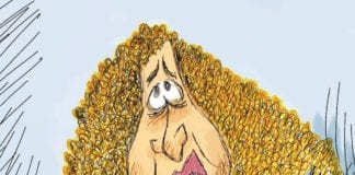 CARTOON: “Bernie’s Little Drops Of Love For Little Debbie” Bernie Sanders Debbie Wasserman Schultz political cartoon