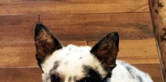 The Independent Southern Utah Adoptable Pets Guide