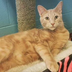 Southern Utah Adoptable Pets Guide: Copper