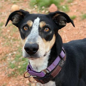 Southern Utah Adoptable Pets Guide: Fetch