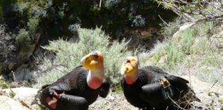 Condor pair may be incubating an egg in Zion National Park Condor pair may be incubating an egg in Zion National Park