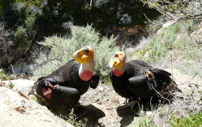 Condor pair may be incubating an egg in Zion National Park