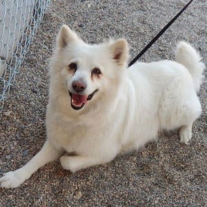 The Independent Southern Utah Adoptable Pets Guide: Hyko